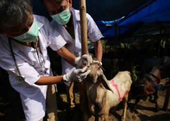 CEK HEWAN KURBAN. Tim Gabungan Kesehatan Pemprov dan Pemkot melakukan sidak kesehatan hewan ke sejumlah lapak penjualan hewan kurban di Kota Bandar Lampung, Senin (5/8).
n LAMPUNG POST/IKHSAN DWI NUR SATRIO