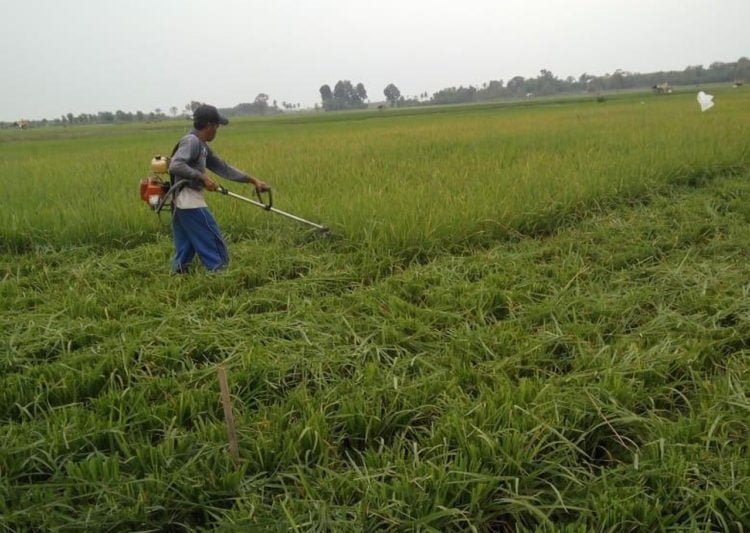 JUAL KE PETERNAK. Petani memotong tanaman padi yang terserang hama untuk dijual ke peternak, Senin (5/8). (LAMPUNG POST/PERDHANA)