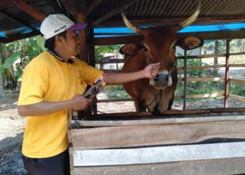 Ilustrasi pemeriksaan hewan. (DOKUMENTASI)