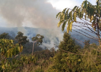 KEBAKARAN. Kebakaran lahan yang terjadi di hutan lindung dekata Taman Nasional Bukit Barisan Selatan (TNBBS). (DOKUMENTASI POLHUT TNBBS)