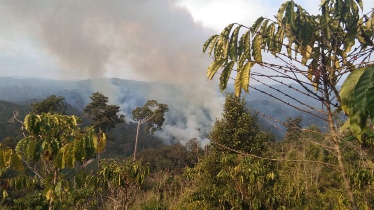 KEBAKARAN. Kebakaran lahan yang terjadi di hutan lindung dekata Taman Nasional Bukit Barisan Selatan (TNBBS). (DOKUMENTASI POLHUT TNBBS)