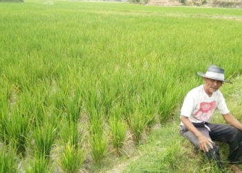 KEKERINGAN. Karman (67), warga Dusun Mekarjaya I, Desa Bumidaya, Kecamatan Palas, Lampung Selatan, melihat kondisi tanaman padi miliknya yang mengalami kekeringan/DOK LAMPUNG