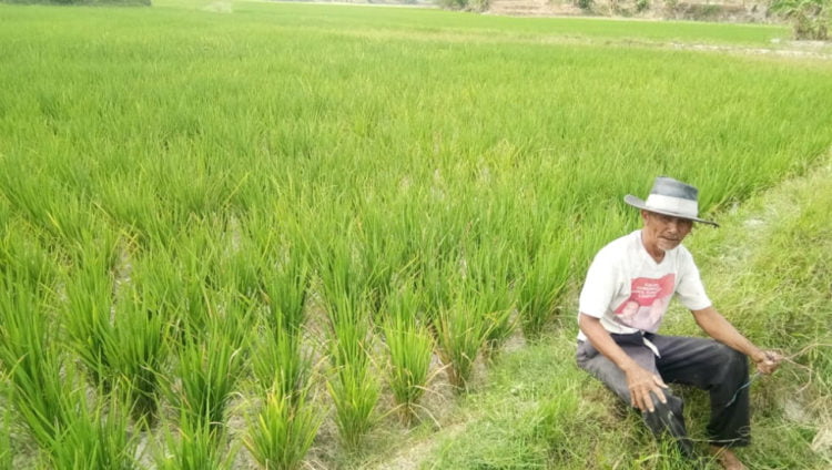 KEKERINGAN. Karman (67), warga Dusun Mekarjaya I, Desa Bumidaya, Kecamatan Palas, Lampung Selatan, melihat kondisi tanaman padi miliknya yang mengalami kekeringan/DOK LAMPUNG