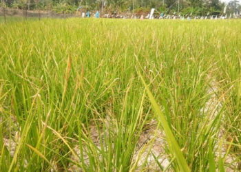 ALAMI KEKERINGAN. Areal persawahan yang mengalami kekeringan akibat puncak kemarau, di Kecamatan Sragi, Lampung Selatan, Minggu (25/8). Tanaman padi seluas 392 hektare mengalami kekeringan dan 1.403 ha terancam kekeringan. (LAMPUNG POST/ARMANSYAH)