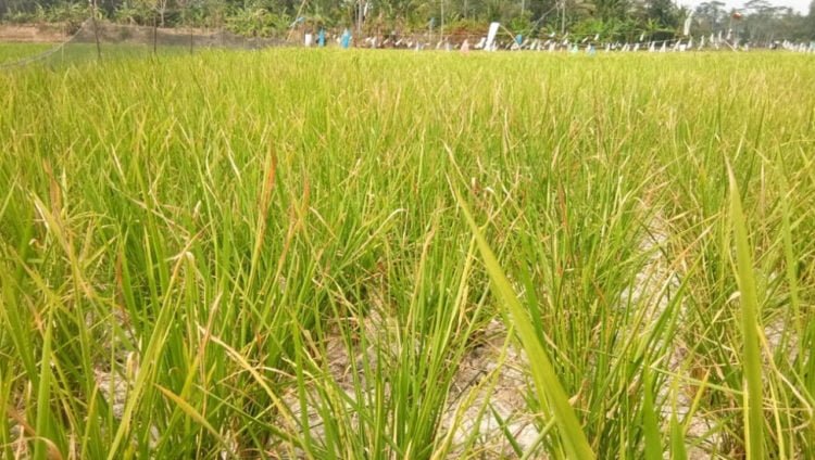 ALAMI KEKERINGAN. Areal persawahan yang mengalami kekeringan akibat puncak kemarau, di Kecamatan Sragi, Lampung Selatan, Minggu (25/8). Tanaman padi seluas 392 hektare mengalami kekeringan dan 1.403 ha terancam kekeringan. (LAMPUNG POST/ARMANSYAH)