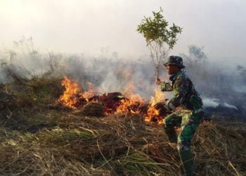 PADAMKAN KEBAKARAN. Babinsa Koramil Mesuji berusaha memadamkan api yang membakar lahan gambut di Desa Sungai Cambai, Kecamatan Mesuji Timur,  Kabupaten Mesuji, Jumat (30/8), sekitar pukul 16.00 WIB. Belum diketahui penyebabnya apakah dibakar atau bukan. (LAMPUNG POST/RIDWAN ANAS)