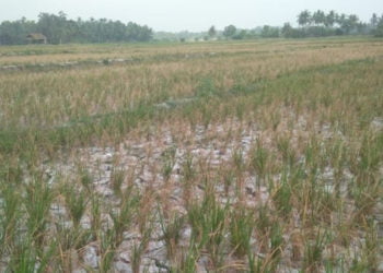 PUSO. Luas tanaman padi yang terancam puso akibat kemarau di Kecamatan Ketapang, Lampung Selatan, makin meluas, Jumat (30/8). (LAMPUNG POST/AAN KRIDOLAKSONO)
