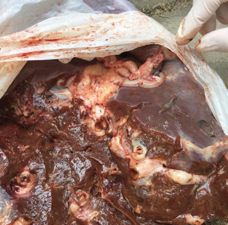 CACING HATI. Petugas Kesehatan Hewan Dinas Pertanian Pringsewu menunjukkan cacing pada hati hewan kurban saat memantau sejumlah lokas penyembelihan hewan kurban, Senin (12/8). Pada H+1 Iduladha ditemukan 10 hewan kurban yang terjangkit cacing hati sehingga di Pringsewu totalnya mencapai 13 kasus. (DOKUMENTASI KESWAN DINAS PERTANIAN PRINGSEWU)