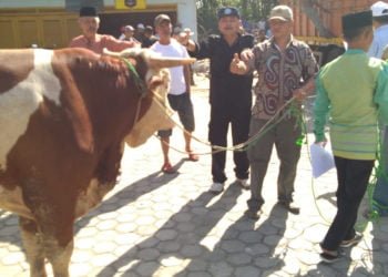 12 EKOR SAPI. Penyerahan hewan kurban di Gedung Dalom Kerajaan Adat Paksi Pak Sekala Bekhak Kepaksian Pernong Lampung, Minggu (11/8). Pada Iduladha 1440 H Kerajaan Adat Paksi Pak Sekala Bekhak Kepaksian Pernong menyalurkan 12 ekor sapi. (LAMPUNG POST/ARIPSAH)