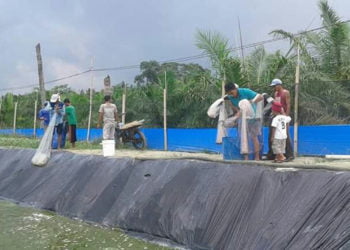 UNTUNG BESAR. Sejumlah buruh sedang memanen udang vaname di Desa Pematangpasir, Kecamatan Ketapang, Kabupaten Lampung Selatan, Kamis (22/8). Hasil panen pada musim kemarau ini memuaskan para petembak. (LAMPUNG POST/AAN KRIDOLAKSONO)