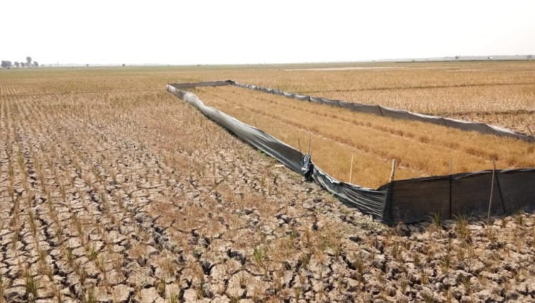 AREAL PUSO. Hamparan sawah di Desa Sukapura, Kecamatan Sragi, Lampung Selatan, yang mengalami kekeringan, Minggu (29/9). Akibatnya, sekitar 25 hektare persawahan mengalami gagal panen atau puso. (LAMPUNG POST/ARMANSYAH)