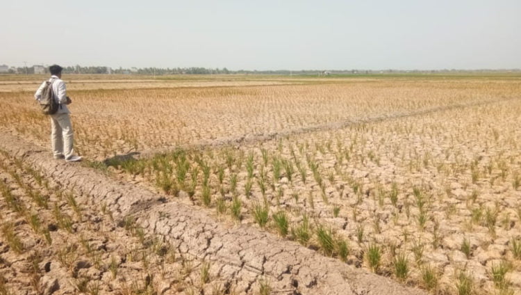 PUSO. Salah satu warga saat melihat tanaman padi di Desa Kualasekampung, Kecamatan Sragi, Lampung Selatan, yang rusak atau puso akibat kekeringan, Rabu (11/9). Kekeringan di Sragi membuat 75 hektare lahan tanaman padi puso. (LAMPUNG POST/ARMANSYAH)