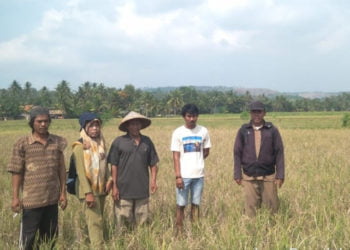 CEK LOKASI. Petugas bersama petani saat mengecek tanaman padi yang akan mendapatkan klaim Asuransi Usaha Tani Padi (AUTP) di Desa Ruguk, Kecamatan Ketapang, Lampung Selatan, Senin (2/9). Namun, minat petani di Ketapang untuk mengikuti asuransi masih rendah. (LAMPUNG POST/AAN KRIDOLAKSONO)