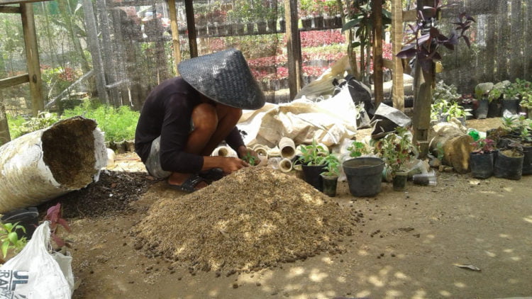 PERTANIAN TERPADU. Konseptor Lembur Kuring Mini Garden di Desa Kalibening, Kecamatan Abung Selatan, Dedi Setiadi, melakukan pembibitan tanaman  di areal lahannya, Senin (2/9). Pertanian terpadu menggabungkan pertanian, peternakan, dan perikanan. (LAMPUNG POST/YUDHI HARDIYANTO)