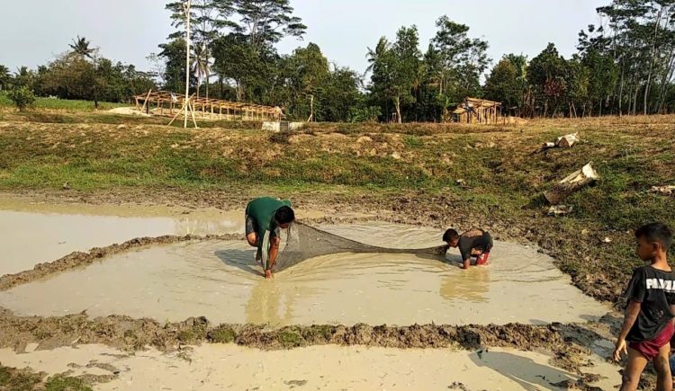 PINDAHKAN IKAN. Peternak ikan di embung Desa Candrakencana memindahkan ikan yang tersisa, Minggu (8/9). Mereka memindahkan ikan untuk ditebar ke kolam buatan dari terpal karena kurangnya pasokan air akibat kekeringan. (LAMPUNG POST/AHMAD SOBIRIN)