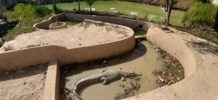 Warga Lamtim Patah Tangan Digigit Buaya