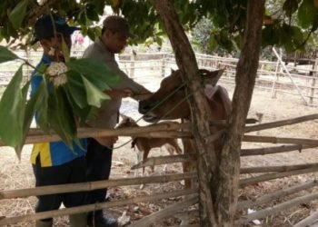 SUNTIK VAKSIN. Penyuntikan ulang vaksinasi penyakit jembrana di Kecamatan Abung Timur, beberapa hari lalu. DOKUMENTASI DINAS PERTANIAN LAMPURA