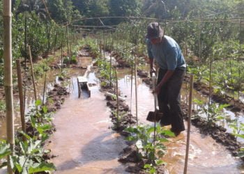 TANAMAN SAYURAN. Pardi, warga Desa Trimodadi, Kecamatan Abung Selatan, Lampung Utara, mengalirkan air dari Way Pengubuan ke areal lahannya untuk menyiram tanaman sayuran sekaligus tanaman jeruk yang dibudidayakannya, Minggu (15/9). Tanaman sayuran menggairahkan kembali asanya yang sempat memudar dalam bercocok tanam. (LAMPUNG POST/YUDHI HARDIYANTO)