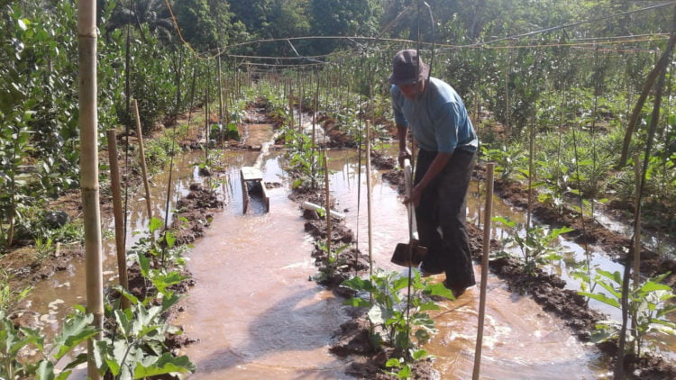 TANAMAN SAYURAN. Pardi, warga Desa Trimodadi, Kecamatan Abung Selatan, Lampung Utara, mengalirkan air dari Way Pengubuan ke areal lahannya untuk menyiram tanaman sayuran sekaligus tanaman jeruk yang dibudidayakannya, Minggu (15/9). Tanaman sayuran menggairahkan kembali asanya yang sempat memudar dalam bercocok tanam. (LAMPUNG POST/YUDHI HARDIYANTO)