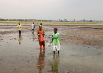 GAGAL. Proses penanaman padi varietas padi tahan air payau dengan metode tebar benih langsung di areal persawahan Desa Bandanhurip, Kecamatan Palas, Lampung Selatan, beberapa hari lalu. Sayang, uji coba tersebut gagal karena benih langsung ditebar. (LAMPUNG POST/ARMANSYAH)