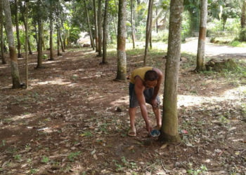 HARGA ANJLOK. Sugeng menyadap karet di lahan garapannya Desa Trimodadi, Kecamatan Abung Selatan, Rabu (4/9). Harga anjlok ditambah musim kemarau membuat penghasilan penyadap karet ikut turun. (LAMPUNG POST/YUDHI HARDIYANTO)