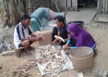 KESULITAN BAHAN BAKU. Yuyung, perajin tiwul warga Desa Abungjayo, Kecamatan Abung Selatan, bersama anaknya mengupas singkong sebelum diolah menjadi tiwul, di rumahnya, Jumat (6/9). Kemarau membuat pasokan singkong sangat sulit. (LAMPUNG POST/YUDHI HARDIYANTO)
