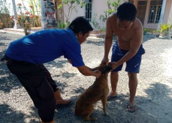 SUNTIK VAKSIN. Petugas UPTD Puskeswan Kecamatan Palas-Sragi, Lampung Selatan, memberikan suntikan vaksin rabies di Desa Sumberagung, Kecamatan Sragi, Kamis (12/9). LAMPUNG POST/ ARMANSYAH