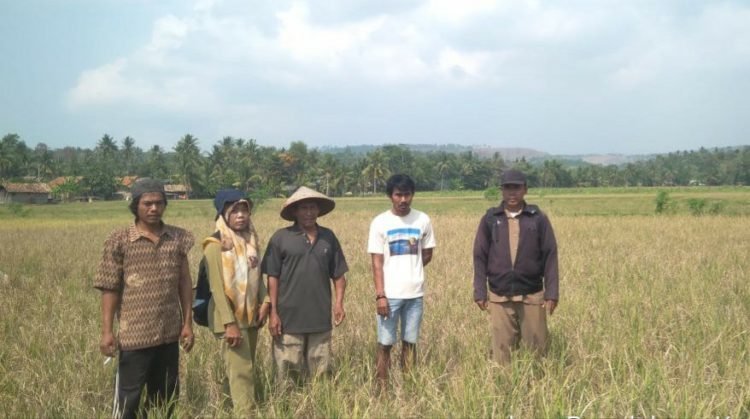 Minat Petani Berasuransi Masih Rendah