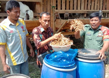 PAKAN FERMENTASI. Babinsa Koramil Sidomulyo Sertu Zulkarnain didampingi Kades Seloretno Achmad Subari mempraktikkan pembuatan pakan fermentasi. Pakan tersebut bisa menjadi alternatif peternak dalam mengatasi kesulitan mendapatkan pakan daun hijau. (LAMPUNG POST/PERDHANA WIBYSONO)