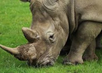 Ilustrasi Cula Badak