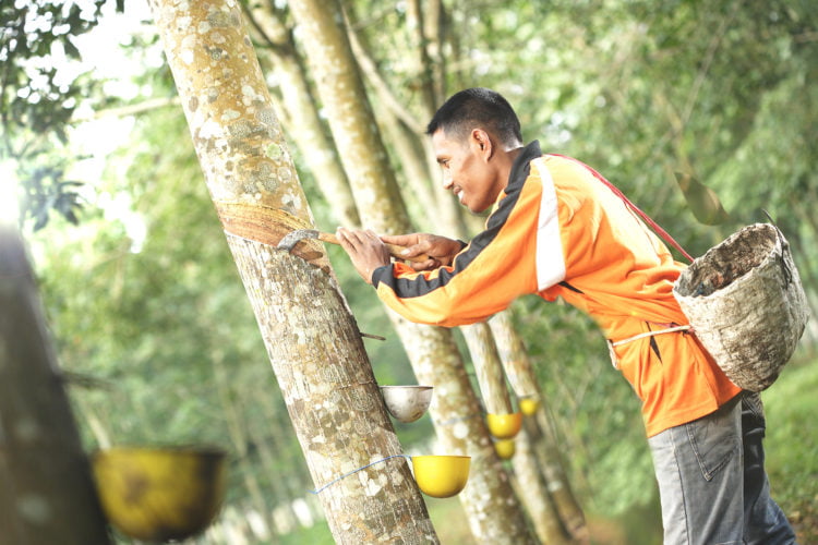 Pencuri Getah Karet Terancam Tiga Bulan 