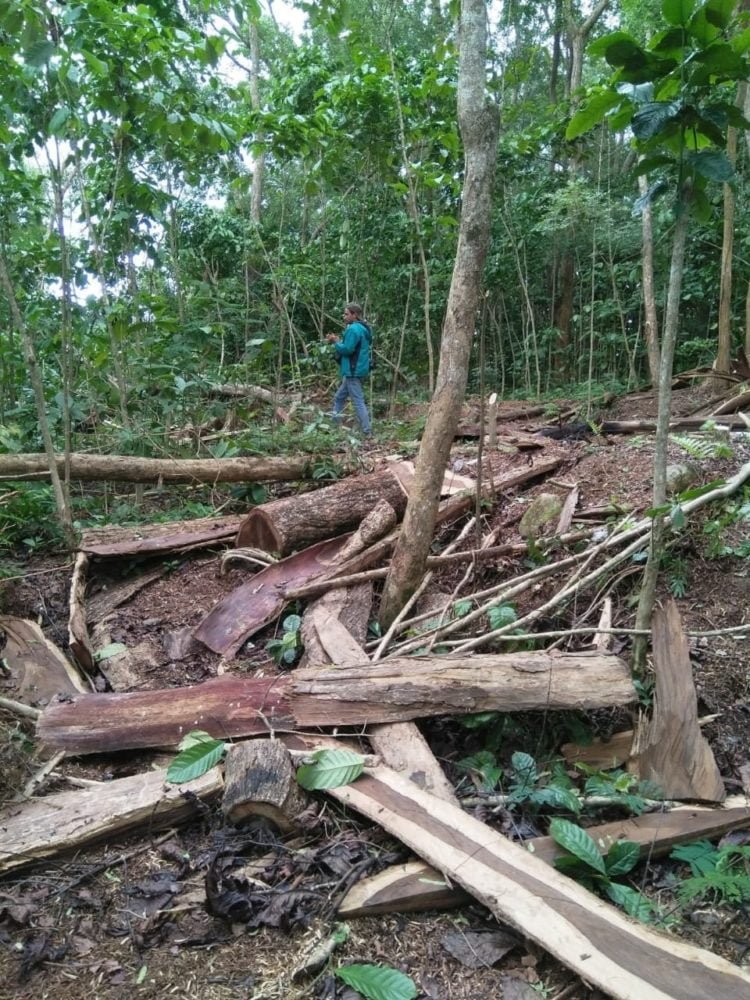 Sonokeling Tahura Nyaris Habis
