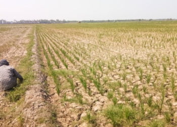 HARAPKAN SUMUR BOR. Warga mencari rumput di areal persawahan Desa Kualasekampung, Kecamatan Sragi, Lampung Selatan, yang alami kekeringan, Minggu (8/9). Lantaran sering alami kekeringan pada saat musim kemarau, sejumlah petani di Kecamatan Sragi, Lampung Selatan, mengharapkan pemerintah desa menganggarkan bantuan sumur bor dari dana desa (DD).
(LAMPUNG POST/ARMANSYAH)