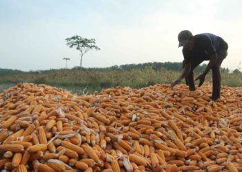 JAGUNG. Petani sedang memanen jagung di Desa Way Huwi, Kecamatan Jatiagung, Lampung Selatan, Kamis (12/9). Saat ini sebagian petani di Lampung Selatan menolak bantuan benih jagung hibrida JF-18
selain tidak sesuai dengan isian calon petani/calon lahan (CPCL), benih bantuan dengan merek benih jagung hibrida JF-18 itu telah kedaluwarsa.
n LAMPUNG POST/SUKISNO