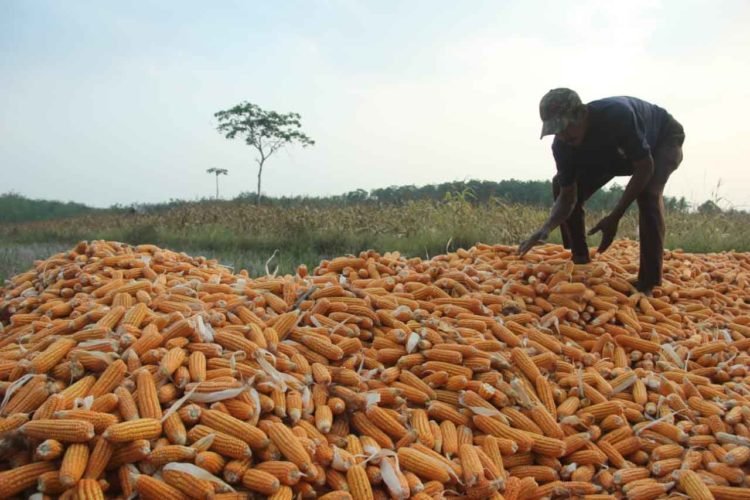 JAGUNG. Petani sedang memanen jagung di Desa Way Huwi, Kecamatan Jatiagung, Lampung Selatan, Kamis (12/9). Saat ini sebagian petani di Lampung Selatan menolak bantuan benih jagung hibrida JF-18
selain tidak sesuai dengan isian calon petani/calon lahan (CPCL), benih bantuan dengan merek benih jagung hibrida JF-18 itu telah kedaluwarsa.
n LAMPUNG POST/SUKISNO