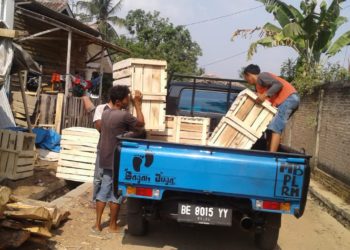 PERAJIN KAYU KARET. Suwarno, perajin peti kayu karet, warga Desa Bandar Kagungan Raya, Kecamatan Abung Semuli, Lampung Utara, di bengkel kerjanya, menyusun peti sebelum dikirim ke pelanggannya, pengepul hasil bumi di Kabupaten Lampung Barat, Minggu (22/9).
LAMPUNG POST/YUDHI HARDIYANTO