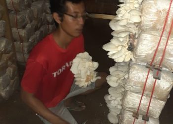 Kebutuhan Tinggi, Milenial Diajak Jadi Petani Jamur