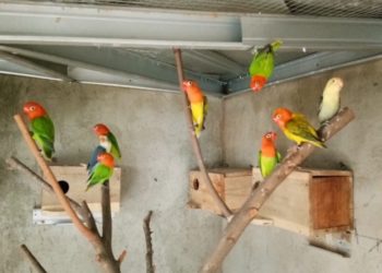 Ternak love bird menguntungkan. (LAMPUNG POST/SETIAJI BP)