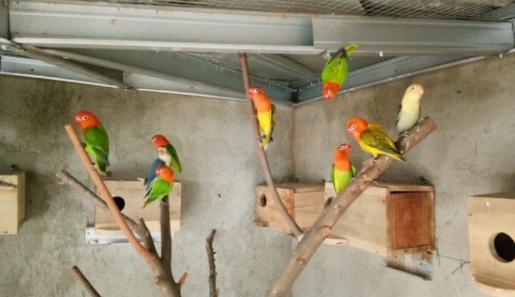 Ternak love bird menguntungkan. (LAMPUNG POST/SETIAJI BP)