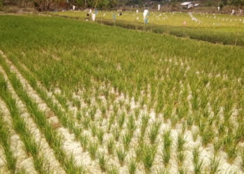 KERING. Hamparan salah satu lahan sawah padi di Kecamatan Sragi, Lampung Selatan, yang mengalami kekeringan, Minggu (1/9). Jumlah luas lahan yang mengalami kekeringan bertambah. (LAMPUNG POST/ARMANSYAH)