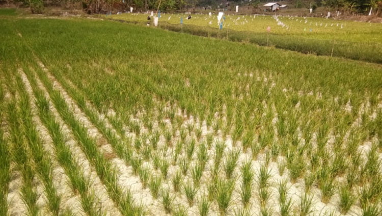 KERING. Hamparan salah satu lahan sawah padi di Kecamatan Sragi, Lampung Selatan, yang mengalami kekeringan, Minggu (1/9). Jumlah luas lahan yang mengalami kekeringan bertambah. (LAMPUNG POST/ARMANSYAH)