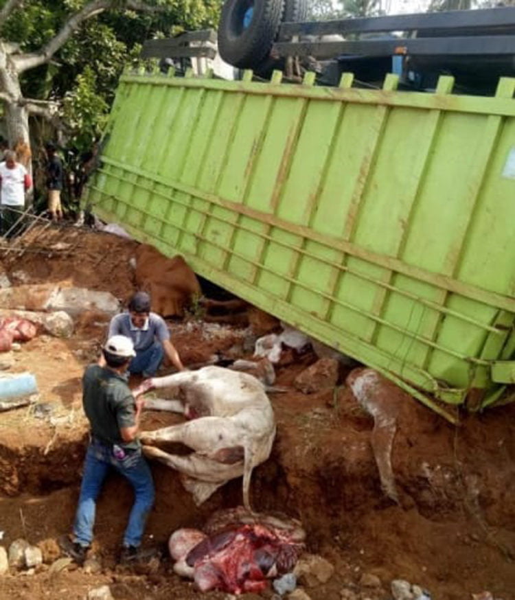 KELUARKAN SAPI MATI. Sejumlah warga mengangkat sapi mati yang terimpit bak truk yang terguling di tikungan Murlan, Desa Srimenanti, Kecamatan Bandarsribhawono, Lampung Timur, Selasa (17/9). (DOKUMENTASI WARGA)