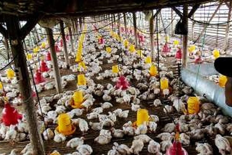 ilustrasi/Foto: Doc kompas.com