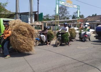 BURU RUMPUT. Warga berburu rumput di tengah kemarau berkepanjangan dan menempuh perjalanan hingga belasan kilometer untuk pakan ternak. LAMPUNG POST/PERDHANA WIBYSONO