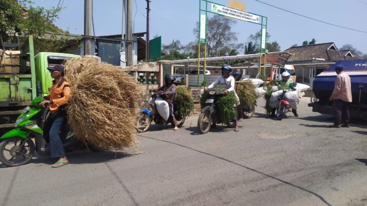 BURU RUMPUT. Warga berburu rumput di tengah kemarau berkepanjangan dan menempuh perjalanan hingga belasan kilometer untuk pakan ternak. LAMPUNG POST/PERDHANA WIBYSONO