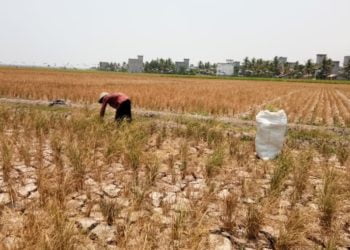 GAGAL PANEN. Kondisi tanaman padi di Desa Kualasekampung, Kecamatan Sragi, Lampung Selatan, yang mengalami gagal panen, Jumat (18/10). LAMPUNG POST/ARMANSYAH