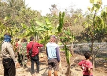 PADAMKAN API. Petugas pemadam kebakaran Lampung Selatan memadamkan kebakaran di lahan perkebunan kakao di Dusun Baktimulyo, Desa Sukabakti, Kecamatan Palas, Lamsel, Kamis (24/10). LAMPUNG POST/ARMANSYAH
