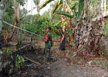 LAHAN KEBUN TERBAKAR. Api membakar lahan kering perkebunan kakao di Desa Palembapang, Kecamatan Kalianda, Lampung Selatan, Kamis (25/10). ISTIMEWA