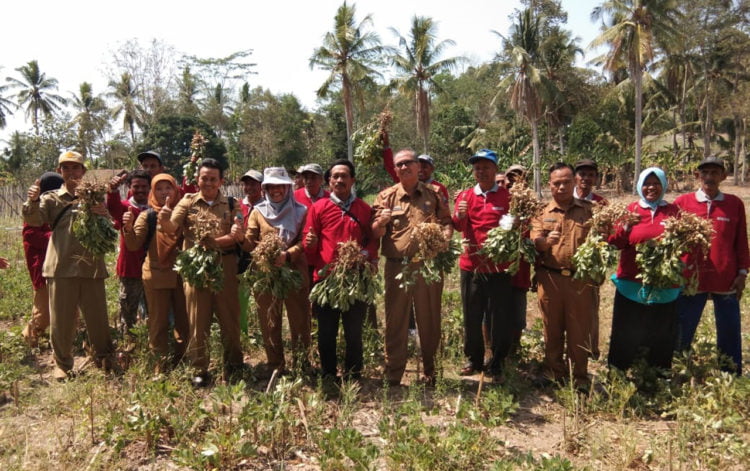 PANEN RAYA. Plt Kepala Dinas Tanaman Pangan, Hortikultura, dan Perkebunan Lampung Selatan Noviar Akmal (tengah), dan Mardiana, perwakilan dari Dinas TPHP Lampung, saat panen kacang tanah di Desa Ruguk, Kecamatan Ketapang, Lampung Selatan, Senin (7/10). Kacang tanah dapat menjadi tanaman sela jagung. (LAMPUNG POST/AAN KRIDOLAKSONO)