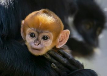 dok lampost.co/epaper